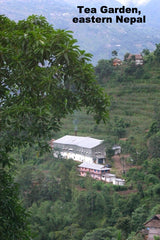 50 teabags from KTE tea garden, eastern Nepal